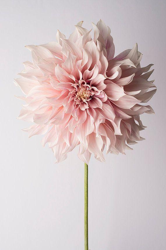 Harmony in Hues: Radiant Mixed Flora Harmony